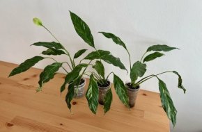 Spathiphyllum diamond variegata | Lopatkovec 🌱