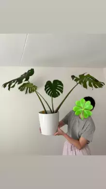 Monstera deliciosa
