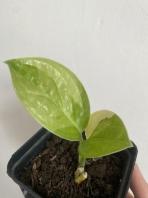 Monstera Karstenianum Peru Variegata, Vršek, 2 listy