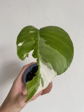 Epipremnum Pinnatum Variegata, Řízek