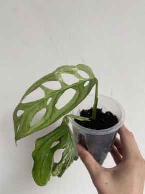 Monstera Adansonii Indonesian Marble, Řízek