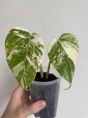 Monstera Deliciosa Albo Variegata, Kořenící Vršek, s Květináčem