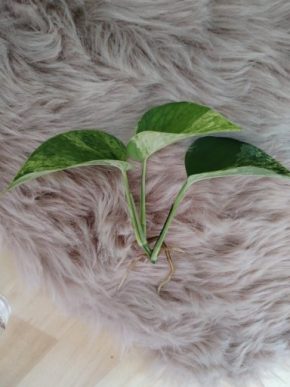 Epi Marble Queen