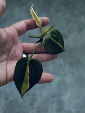 Philodendron hederaceum Cream Splash