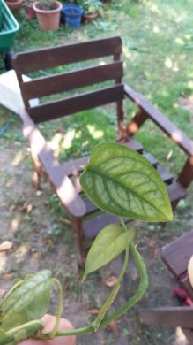Monstera siltepecana