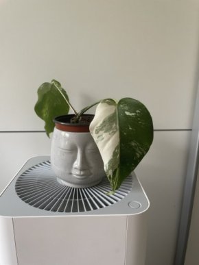 Monstera Albo
