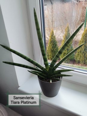 Sansevieria Tiara Platinum