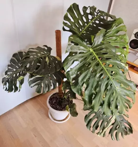 Monstera 1.webp