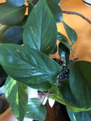IMG_5824.jpeg