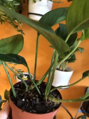 IMG_5822.jpeg
