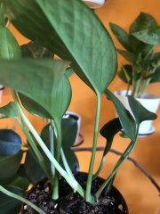 IMG_5823.jpeg