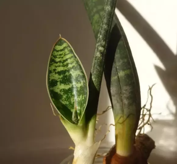 S. fischeri 1.webp
