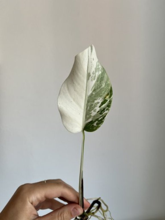IMG_0565.jpeg