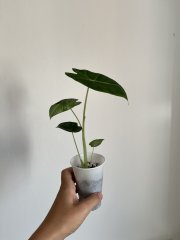 IMG_0598.jpeg