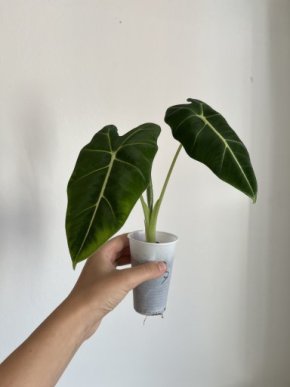 Alocasia Frydek 5