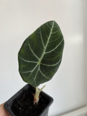 Alocasia black velvet baby