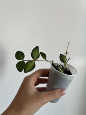 Hoya DS 70 Variegata 1