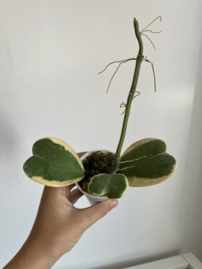Hoya Kerrii Variegata