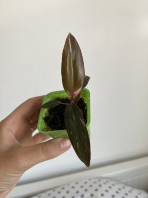 Philodendron pink princess 1