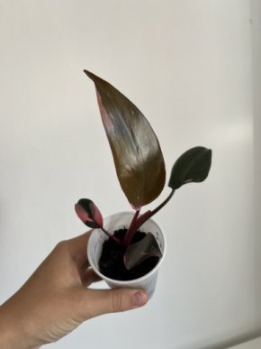 Philodendron pink princess 2
