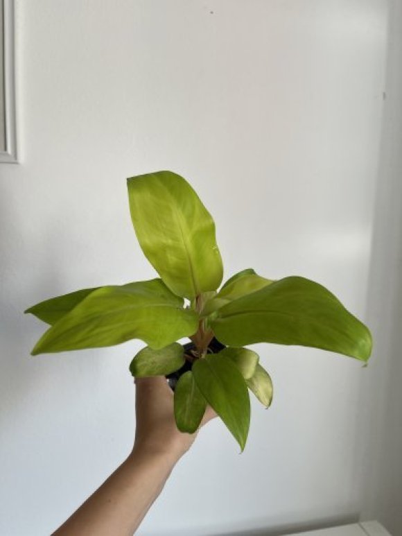 IMG_0624.jpeg