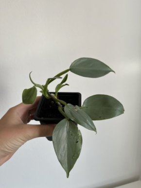Philodendron Silver Sword