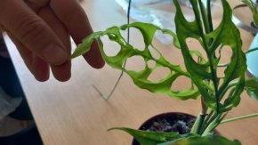 Monstera obliqua peru - runner se 2 kolinky!
