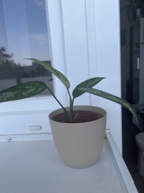 Aglaonema commutatum Kopie