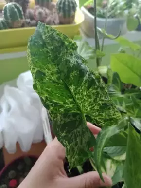 Syngonium mojito