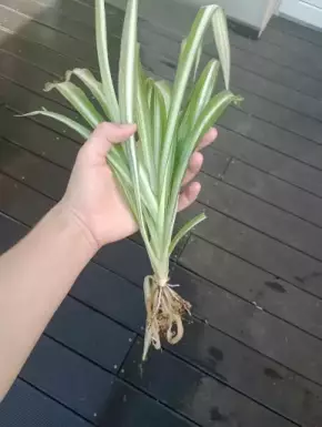 Chlorophytum Comosum