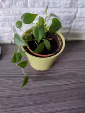 Philodendron miniaturní