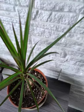 Dračinec vroubený, Dracaena marginata Magenta
