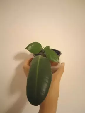 Ficus elastica robusta