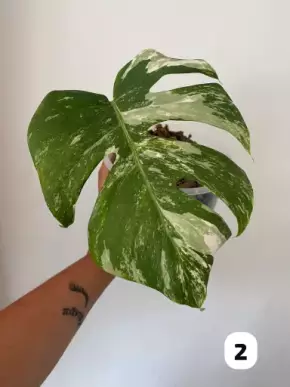💚 Monstera albo variegata 💚