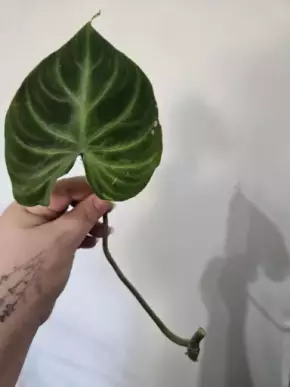 Philodendron Verrocosum č.1