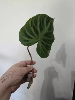 Philodendron Verrocosum č.2