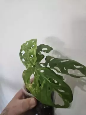 Monstera " Monkey Mask variegata"