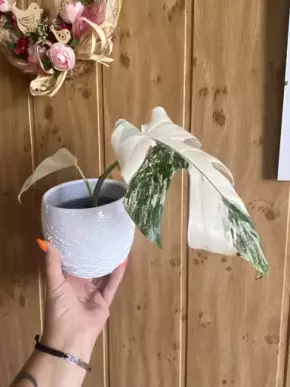 FLASH AUCKE!!  Monstera albo variegata HALFMOON EXTRA💚