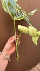 IMG_2555.jpeg