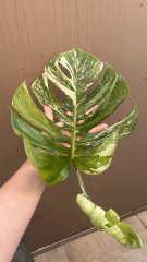 IMG_2556.jpeg
