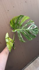 IMG_2558.jpeg