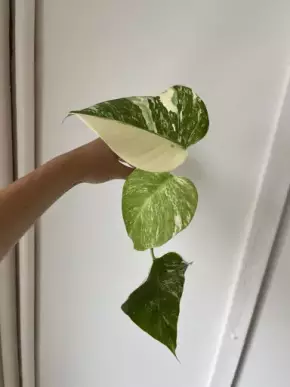 Monstera Albo Variegata