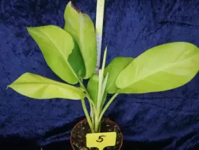 Philodendron malay gold (Lemon lime)