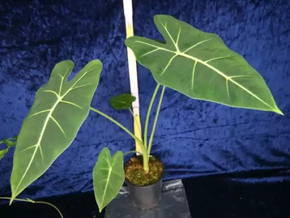 Alocasia Frydek 1.webp