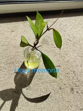 Hoya memoria