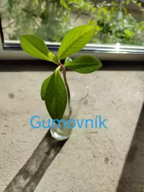 Gumovnik