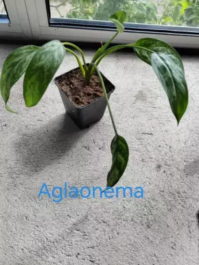 Aglaonema