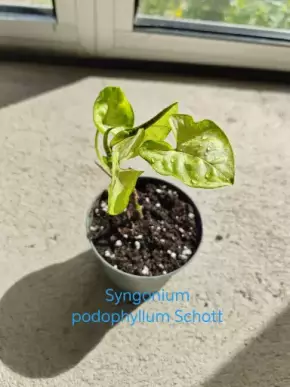 Syngonium podophyllum Schott