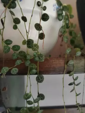 Peperomia prostrata, čerstvé řízky 5ks cca 7cm dlouhé.