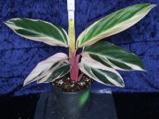Calathea triostar.jpg